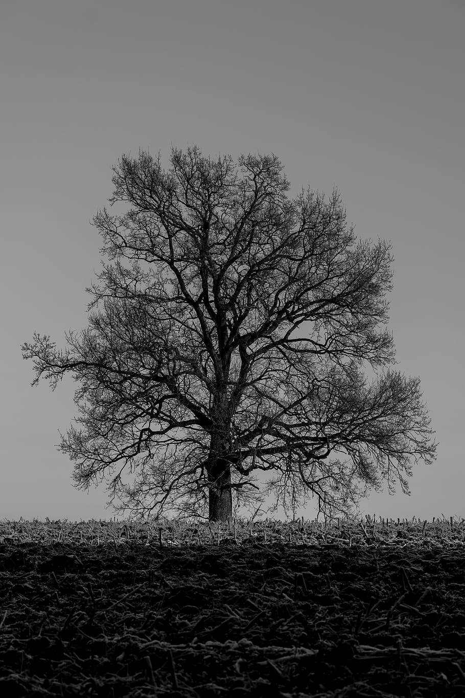 hivern, arbre, arbres d’hivern, naturalesa, gris, humor, solitari, arbre nu, camp, paisatge, a l'aire lliure, branca, cel, dia, bellesa a la natura, planta, terra, tranquil·litat, cel clar, medi ambient, escena tranquil·la, cap gent, creixement, escena no urbana, escenics - natura, aïllat, 4K