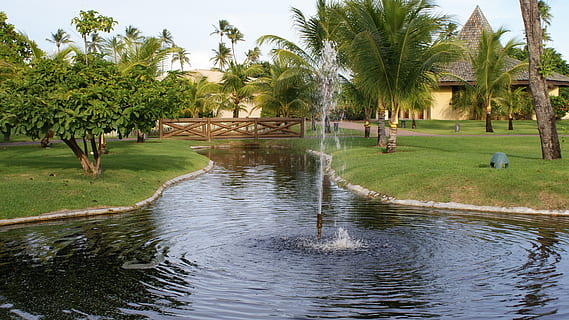fonte, riposo, giardino, albero, pianta, Palma, acqua, clima tropicale, colore verde, natura, erba, crescita, giorno, bellezza nella natura, riflessione, lago, lungomare, all'aperto, destinazioni di viaggio, persone reali, persone accessorie, 4K, CC0, dominio pubblico, privo di copyright