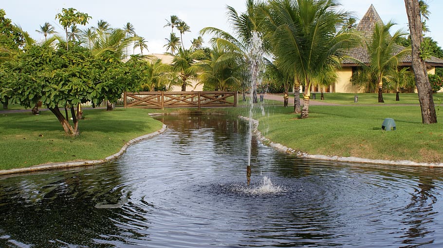 fonte, riposo, giardino, albero, pianta, Palma, acqua, clima tropicale, colore verde, natura, erba, crescita, giorno, bellezza nella natura, riflessione, lago, lungomare, all'aperto, destinazioni di viaggio, persone reali, persone accessorie, 4K