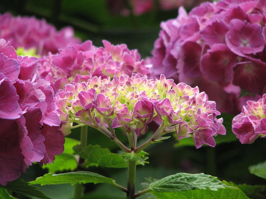 ortensia, fioritura, crescere, fiori, verde, rosa, natura, giardino, pianta, pianta da giardino, umore, riposo, primavera, flora, fiorire, immaturo, bellissimo, vivo, viola, colore rosa, fiore, nessuno, bellezza nella natura, pianta fiorita, crescita, freschezza, vulnerabilità, fragilità, petalo, avvicinamento, parte vegetale, foglia, infiorescenza, concentrarsi sulle conoscenze acquisite, testa di fiore, giorno, all'aperto, lilla, un mazzo di fiori, 2K
