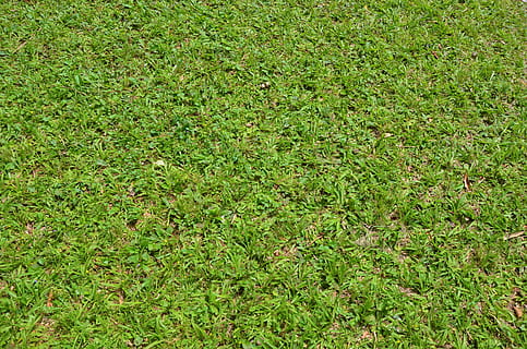 Textur, Hintergrund, grünes Gras, Gras, grüne Farbe, Natur, Vollbild, Hintergründe, Feld, Pflanze, Land, Wachstum, High Angle View, Tag, keine Leute, Schönheit in der Natur, draußen, Ruhe, üppiges Laub, Laub, Rasen, Frische, Sonnenlicht, 4K, CC0, gemeinfrei, lizenzfrei