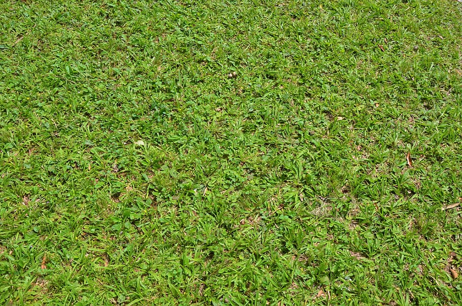 Textur, Hintergrund, grünes Gras, Gras, grüne Farbe, Natur, Vollbild, Hintergründe, Feld, Pflanze, Land, Wachstum, High Angle View, Tag, keine Leute, Schönheit in der Natur, draußen, Ruhe, üppiges Laub, Laub, Rasen, Frische, Sonnenlicht, 4K