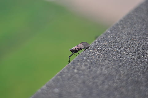 punaise, erreur trouvée, insecte, invertébré, la faune des animaux, thèmes animaux, animal, animaux à l'état sauvage, un animal, journée, fermer, personne, mise au point sélective, aile des animaux, la nature, en plein air, se concentrer sur le premier plan, voler, couleur verte, solide, partie de la plante, feuille, Au bord de, 4K, CC0, domaine public, libre de droits