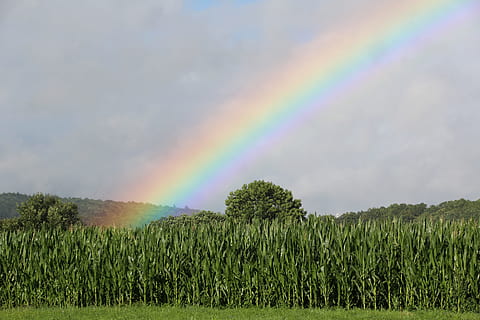 rainbow, cornfield, green, multi colored, plant, sky, environment, landscape, tranquility, scenics - nature, field, growth, land, beauty in nature, nature, no people, tranquil scene, cloud - sky, tree, day, rural scene, outdoors, double rainbow, 5K, CC0, public domain, royalty free