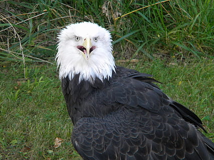 Eagles, kalju kotka, lintuja, Raptor, kotka, dom, symboli, isänmaallinen, Amerikka, isänmaallisuus, symbolinen, luonto, sulka, lintu, Yhdysvallat, yksi eläin, eläinten villieläimet, eläimiä, petolintu, eläin, selkärankainen, eläinten teemoja, maa, ruoho, päivä, kasvi, ei ihmisiä, ala, valkoinen väri, lähikuva, ulkona, kotka - lintu, eläimen pää, 1080P, CC0, public domain, rojaltivapaa