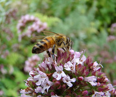 bee, insect, thyme, flower, grass, flowering plant, animal, animal themes, animal wildlife, invertebrate, animals in the wild, one animal, beauty in nature, plant, fragility, vulnerability, freshness, close-up, petal, pollination, flower head, growth, pink color, no people, purple, 1080P, CC0, public domain, royalty free