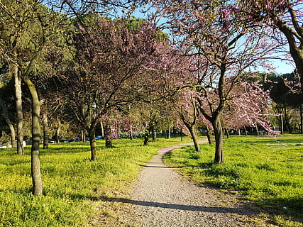 forår, flor, træ, natur, gå, farve, flovers, grøn, Prato, farverig, have, planter, blomst, afdeling, blomster, Italien, plante, vækst, skønhed i naturen, græs, ro, vejen frem, dag, rolig scene, retning, vej, ingen mennesker, jord, scenics - natur, parkere, udendørs, landskab, Mark, sti, faldende perspektiv, treelined, lave om, 4K, CC0, offentligt domæne, royaltyfrie