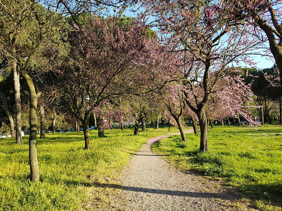 primavera, florir, arbre, naturalesa, caminar, color, flovers, verd, prato, colorit, jardí, plantes, flor, branca, flors, Itàlia, planta, creixement, bellesa a la natura, herba, tranquil·litat, el camí a seguir, dia, escena tranquil·la, direcció, carretera, cap gent, terra, escenics - natura, parc, a l'aire lliure, paisatge, camp, sendera, perspectiva decreixent, treelined, canvi, 4K