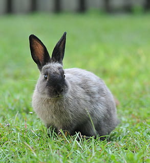 selettivo, fotografia a fuoco, grigio, nero, coniglio, terra, coniglietto, Pasqua, carina, animale, lepre, erba, stagione, temi animali, mammifero, pianta, un animale, coniglio - animale, colore verde, natura, vertebrato, campo, giorno, fauna selvatica, animali domestici, concentrarsi sulle conoscenze acquisite, nessuno, avvicinamento, all'aperto, orecchio animale, erbivoro, 2K, CC0, dominio pubblico, privo di copyright