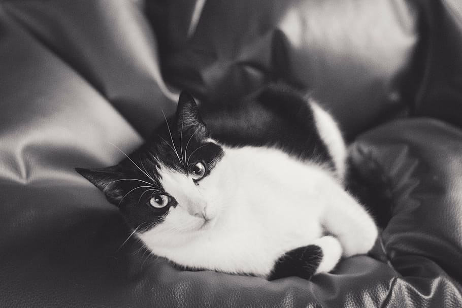 gat, gatet, tomcat, animals, blanc i negre, abric, un jove gatet, animal, futrzak, dachowiec, gat buscant, mira, mirant el gat, gat blanc i negre, nacional, mascotes, gat domèstic, animals domèstics, felí, temes d'animals, mamífer, un animal, vertebrats, a l'interior, relaxació, retrat, primer pla, mobles, mirant la càmera, cap gent, sofà, bigotis, 4K