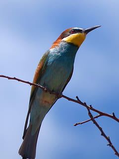 Bienenesser, Abellerol, Merops Apiaster, Ast, Himmel, Vögel, wildes Leben, animalia, Vogel, Tierthemen, ein Tier, Tier, Wirbeltier, hocken, Tierwelt, Tiere in freier Wildbahn, keine Leute, Natur, Blau, Tag, Nahansicht, Schönheit in der Natur, draußen, Zweig, Fokus auf den Vordergrund, Baum, 2K, CC0, gemeinfrei, lizenzfrei