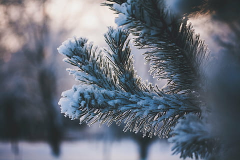 selective, focus photography, snow, coated, tree, leaves, green, leaf, plant, nature, ice, winter, cold, weather, blur, frost, christmas, branch, cold - Temperature, season, fir Tree, forest, frozen, coniferous Tree, spruce Tree, pine Tree, evergreen Tree, outdoors, close-up, needle - Plant Part, woodland, white, cold temperature, beauty in nature, pinaceae, day, no people, focus on foreground, tranquility, 4K, CC0, public domain, royalty free