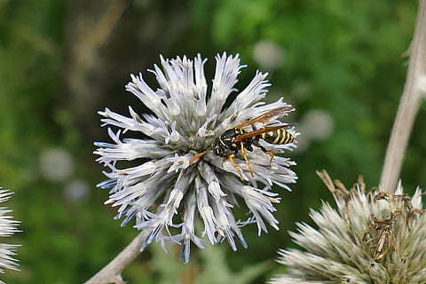 DIESTEL, insectă, închide, macro, original, frumos, interesant, floare, planta cu flori, plantă, prospeţime, frumusețe în natură, animale sălbatice, fragilitate, creştere, animale tematice, cap de floare, a închide, nevertebrat, natură, animal, animale în sălbăticie, albină, petală, să se concentreze asupra primelor elemente, vulnerabilitate, nici o persoana, polenizare, primăvară, în aer liber, polen, 5K, CC0, domeniu public, fără drepturi de autor