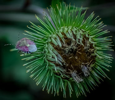 veritable error, error, insecte, card, naturalesa, planta, verd, flor, creixement, primer pla, bellesa a la natura, planta amb flors, vulnerabilitat, fragilitat, color verd, centrar-se en primer pla, animals a la natura, frescor, dia, invertebrat, fauna animal, cap de flor, animal, inflorescència, cap gent, a l'aire lliure, porpra, pi, polinització, arbre de coníferes, 1080P, CC0, domini públic, lliure de regalies