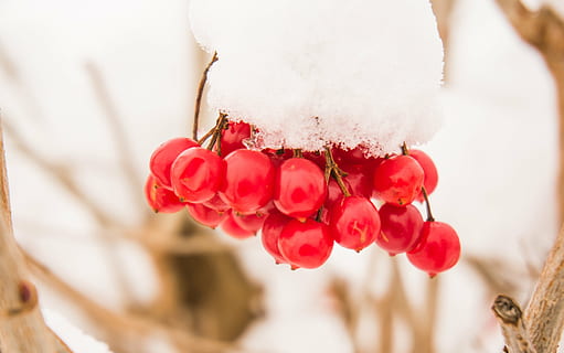sne, dug, tæt, kold, hvid, frugt, snedækket, vinterdag, frost, vinter, jul, rose hofte, vinterlige, blomst, rød, rosenblomst, kronblad, tæt på, skrøbelighed, natur, friskhed, skønhed i naturen, blomsterhoved, plante, blomstrende plante, sårbarhed, fokus på forgrunden, Rose, kold temperatur, ingen mennesker, blomster arrangement, 4K, CC0, offentligt domæne, royaltyfrie