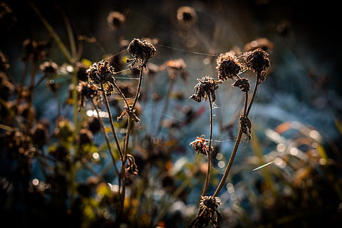 tardor, full, muntanyes, bosc, naturalesa, país, Eslovàquia, card, herba, camps, planta, flor, primer pla, creixement, fragilitat, planta amb flors, sec, dia, centrar-se en primer pla, Planta esvaïda, vulnerabilitat, bellesa a la natura, cap gent, enfocament selectiu, planta seca, tranquil·litat, llum solar, terra, tija de la planta, a l'aire lliure, planta morta, cap de flor, 5K, CC0, domini públic, lliure de regalies