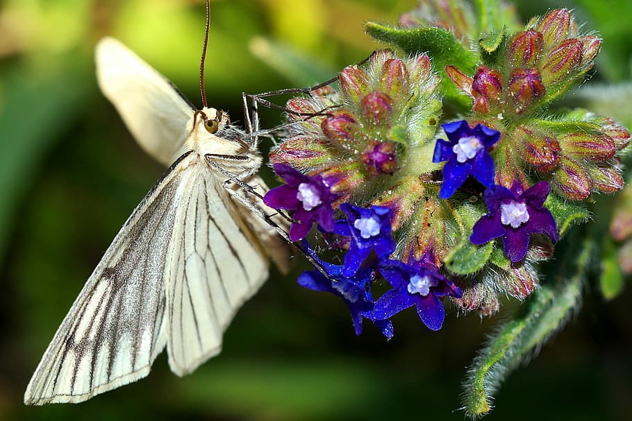 uma mariposa, inseto, natureza, macro, flor, planta com flores, plantar, beleza na natureza, invertebrado, animais em estado selvagem, fechar-se, vulnerabilidade, fragilidade, animais selvagens, temas animais, um animal, animal, asa animal, borboleta - inseto, focar em primeiro plano, crescimento, frescura, roxa, cabeça de flor, ninguém, polinização, 5K