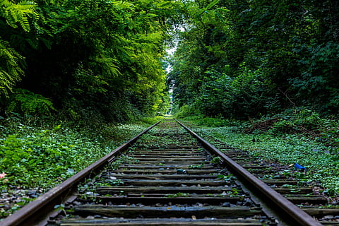 train rail, trees, railways, middle, daytime, green, grass, forest, woods, railroad, train tracks, bushes, nature, railroad track, rail transportation, transportation, outdoors, day, no people, tree, scenics, plant, direction, the way forward, track, green color, growth, diminishing perspective, land, beauty in nature, tranquility, foliage, lush foliage, parallel, long, 5K