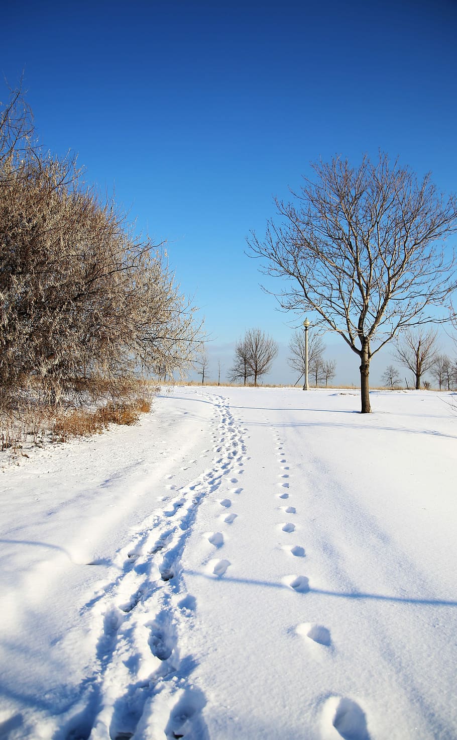 chicago, vinter, sne, sti, vej, stier, kold temperatur, bare træ, hvid farve, blå, træ, plante, dækker, skønhed i naturen, scenics - natur, himmel, Mark, natur, rolig scene, landskab, jord, ingen mennesker, ro, miljø, 5K