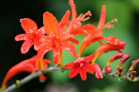 tecoma capensis, Blumengarten, Blume, Garten, Zerbrechlichkeit, Natur, Pflanze, Blütenblatt, Frische, Schönheit in der Natur, blühende Pflanze, Wachstum, Verletzlichkeit, Nahansicht, Blütenstand, fallen, Blütenkopf, nass, Wasser, keine Leute, Fokus auf den Vordergrund, Pollen, draußen, Regen, Tau, Regentropfen, 4K, CC0, gemeinfrei, lizenzfrei