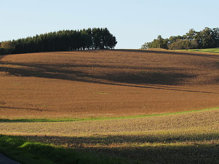 câmpuri, peisaj, arabil, copac, plantă, o scenă liniștită, liniște, cer, teren, mediu inconjurator, camp, scenice - natura, frumusețe în natură, natură, creştere, nici o persoana, zi, iarbă, agricultură, rural, cer senin, scenă non-urbană, în aer liber, 4K, CC0, domeniu public, fără drepturi de autor