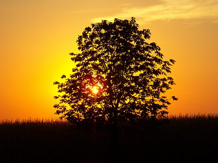 foto de la silueta, arbre, daurat, hores, posta de sol, paisatge, camp de blat de moro, fora, naturalesa, estiu, groc, taronja, a l'aire lliure, negre, fosc, silueta, llum, cap gent, escena tranquil·la, escenics, escena rural, cel, planta, color taronja, bellesa a la natura, escenics - natura, tranquil·litat, sol, creixement, idíl·lic, retroil·luminat, cel dramàtic, escena no urbana, medi ambient, cel romàntic, 4K, CC0, domini públic, lliure de regalies