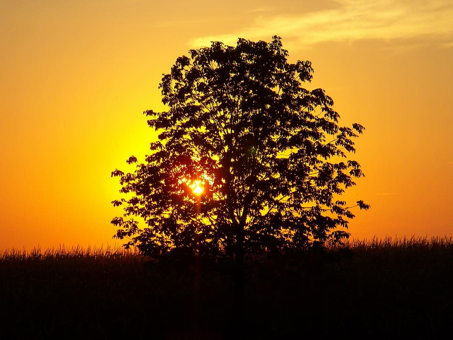 foto de la silueta, arbre, daurat, hores, posta de sol, paisatge, camp de blat de moro, fora, naturalesa, estiu, groc, taronja, a l'aire lliure, negre, fosc, silueta, llum, cap gent, escena tranquil·la, escenics, escena rural, cel, planta, color taronja, bellesa a la natura, escenics - natura, tranquil·litat, sol, creixement, idíl·lic, retroil·luminat, cel dramàtic, escena no urbana, medi ambient, cel romàntic, 4K