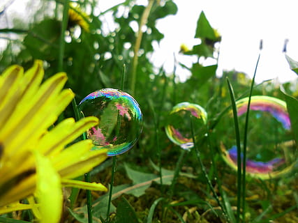 dent de lleó, bombolles, petit, jardí, naturalesa, planta, plantes, fulla de dent de lleó, fons, primavera, flor, flors, macro, llum, fragilitat, vulnerabilitat, multicolor, primer pla, bombolla, centrar-se en primer pla, creixement, transparent, dia, a l'aire lliure, cap gent, color verd, sabó sud, bellesa a la natura, forma, esfera, a l'aire, enfocament selectiu, 4K, CC0, domini públic, lliure de regalies