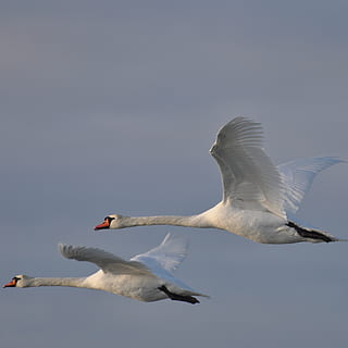 svane, Danmark, dyrt, dyr i naturen, fugl, dyreliv, flyvende, hvirveldyr, dyr, dyre temaer, spredte vinger, himmel, skyfri himmel, lav vinkel visning, gruppe af dyr, natur, ingen mennesker, Midt i luften, dag, måge, kopiere plads, bevægelse, to dyr, 2K, CC0, offentligt domæne, royaltyfrie