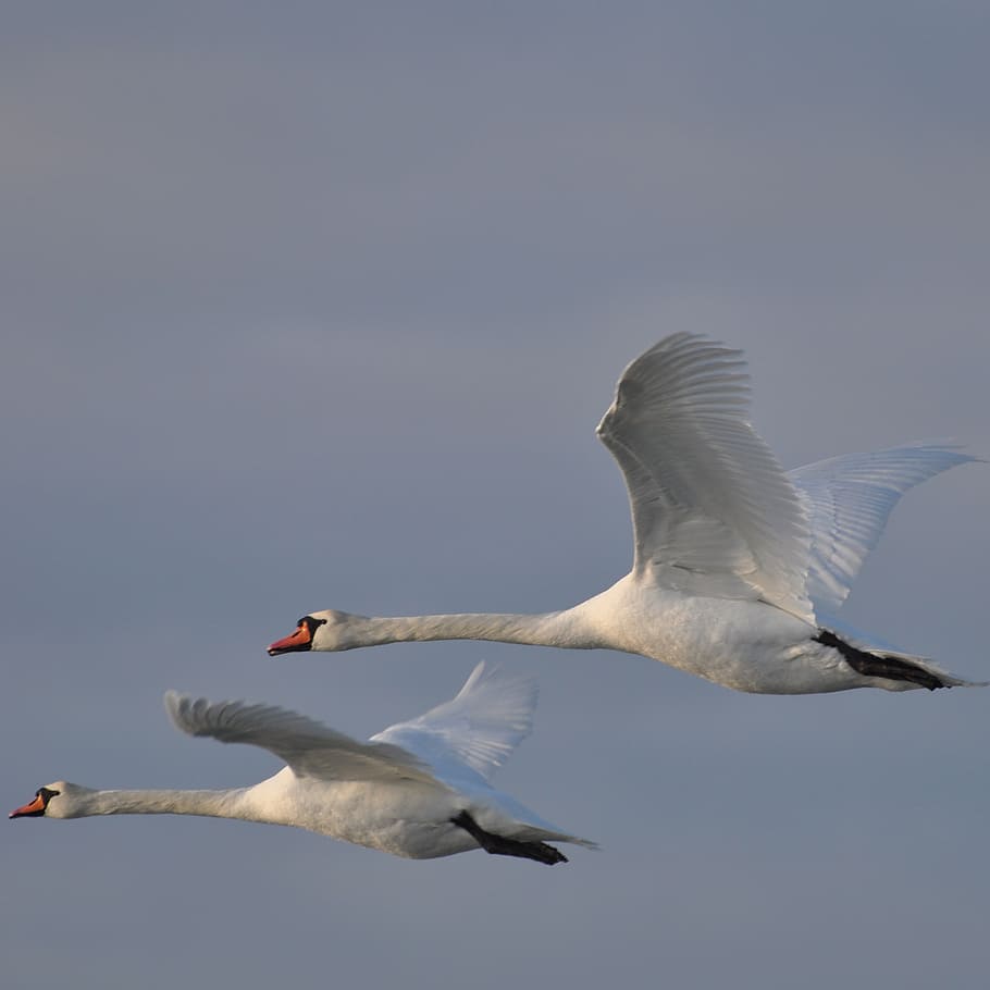 cigno, Danimarca, costoso, animali allo stato selvatico, uccello, fauna selvatica, volante, vertebrato, animale, temi animali, ali spiegate, cielo, cielo sereno, Inquadratura dal basso, gruppo di animali, natura, nessuno, mezz'aria, giorno, gabbiano, copia spazio, movimento, due animali, 2K