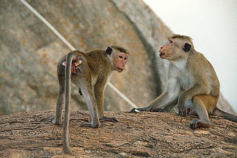 mico, animals, parella, vida salvatge, mamífer, animal, primat, macaque, naturalesa, animals a la natura, asia, grup d’animals, dos animals, fauna animal, cap gent, vertebrats, animal jove, centrar-se en primer pla, dia, unió, rock - object, sòlid, rock, assegut, família d’animals, babuí, 5K, CC0, domini públic, lliure de regalies