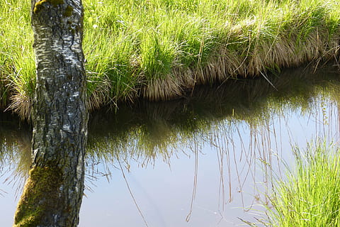 kawaler, fosa, dublowanie, brzozowy, roślina, trawa, woda, drzewo, wzrost, Natura, bagażnik samochodowy, pnia drzewa, żadnych ludzi, zielony kolor, jezioro, piękno natury, dzień, spokój, odbicie, na dworze, wylądować, spokojna scena, las, 4K, CC0, domena publiczna, darmowe zdjęcia