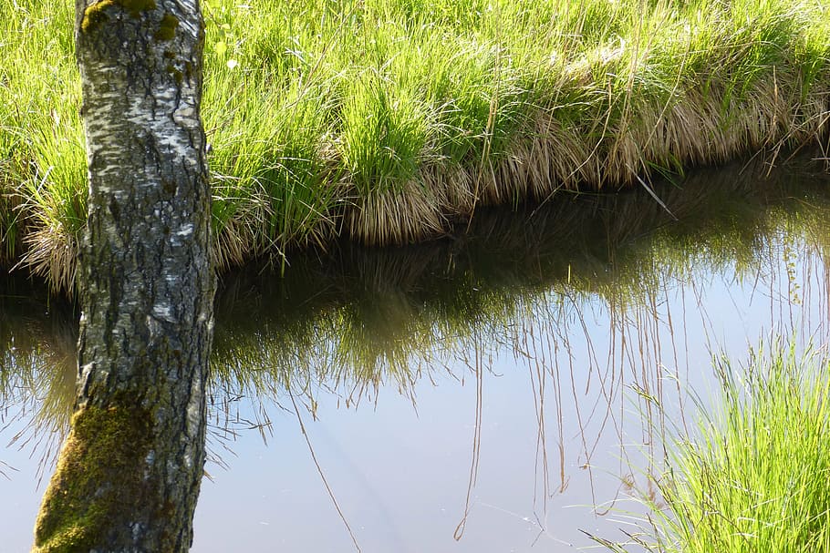 bach, fossat, duplicació, bedoll, planta, herba, aigua, arbre, creixement, naturalesa, tronc, tronc de l'arbre, cap gent, color verd, llac, bellesa a la natura, dia, tranquil·litat, reflexió, a l'aire lliure, terra, escena tranquil·la, bosc, 4K