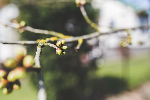 silmut, nuppu, kevät, kirsikka, puu, vihreä, luonto, lähikuva, kasvi, kasvu, kauneus luonnossa, valikoiva tarkennus, haara, tuoreus, keskittyä etualalle, päivä, hauraus, kukka, ei ihmisiä, alttius, ulkona, kasvi-osa, vihreä väri, ruoka, 5K, CC0, public domain, rojaltivapaa
