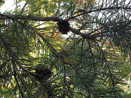 pigne, albero, all'aperto, foresta, verde, natura, ramo, sempreverde, cono, naturale, legna, ago, parco, Natale, verdura, conifero, pianta, crescita, Pino, nessuno, giorno, colore verde, albero di conifere, avvicinamento, ago - parte vegetale, bellezza nella natura, concentrarsi sulle conoscenze acquisite, pigna, la tranquillità, Inquadratura dal basso, Pinaceae, foglia, abete, 4K, CC0, dominio pubblico, privo di copyright