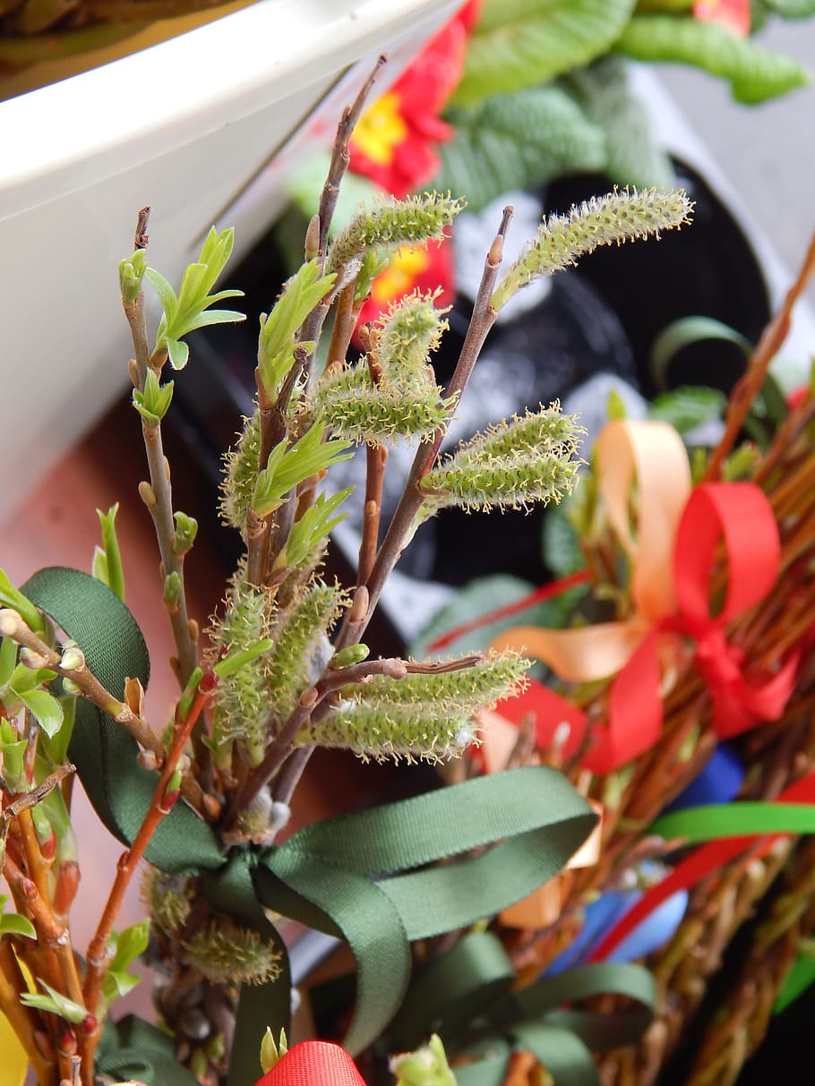pisk, påske, forår, blomsterhandler, mad, blad, rød, grøn farve, tæt på, friskhed, natur, plante, vækst, grøntsag, mad og drikke, skønhed i naturen, blomst, blomstrende plante, ingen mennesker, plante del, dag, sårbarhed, potteplante, skrøbelighed, fokus på forgrunden, selektiv fokusering, udendørs, kronblad, blomsterhoved, blomsterkrukke, 4K