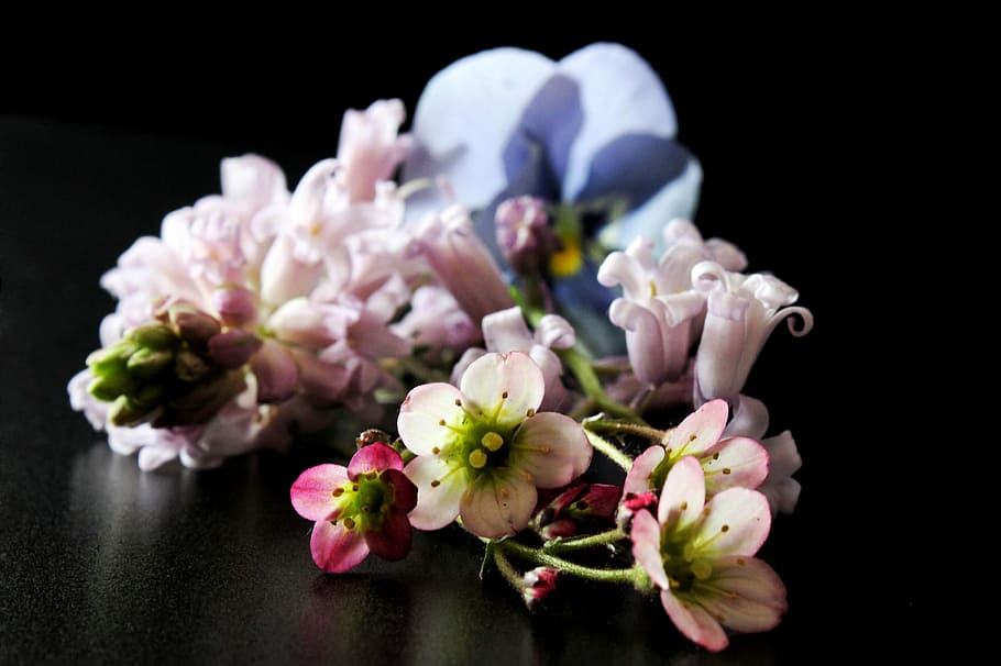 forår, blomster, baggrund, pastel, farve, sort baggrund, tidlig blomer, smuk, adelig, blomstrende plante, blomst, plante, friskhed, studio skud, lyserød farve, indendørs, skønhed i naturen, skrøbelighed, blomsterhoved, tæt på, sårbarhed, ingen mennesker, natur, selektiv fokusering, blomster arrangement, kronblad, blomsterstand, buket, flok blomster, luksus, 4K