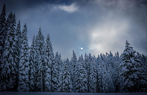 lua, pinho, arvores, nuvens, céu, neve, névoa, inverno, natureza, Sombrio, árvore, temperatura fria, plantar, floresta, cena tranquila, tranquilidade, Pinheiro, beleza na natureza, congeladas, scenics - natureza, terra, árvore conífera, cena não urbana, nuvem - céu, ninguém, árvore verde, floresta de pinheiros, montanha coberta de neve, 5K, CC0, domínio público, royalty free