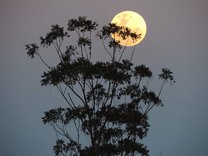 Австралия, supermoon, лунен, нощ, дърво, природа, небе, силует, здрач, растение, красота в природата, спокойствие, нисък ъгъл, сценична природа - природа, растеж, спокойна сцена, без хора, луна, идиличен, ясно небе, пространство, на открито, залез, клон, астрономия, пълнолуние, планетарна луна, лунна светлина, 4K, CC0, обществено достояние, роялти безплатно