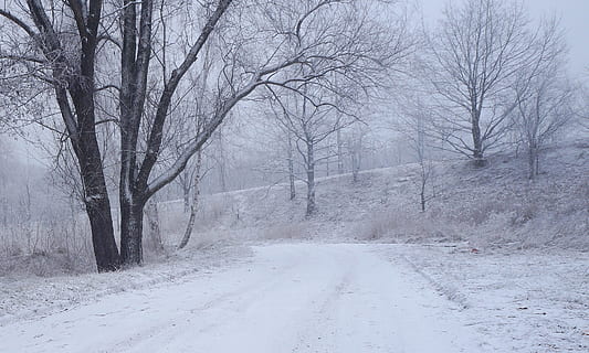 krajina, Pohled, Příroda, strom, zimní, sníh, biel, bílý, způsob, studená teplota, počasí, holý strom, silnice, cesta vpřed, směr, klid, scenics - příroda, přeprava, nikdo, rostlina, krása v přírodě, klidné scény, přistát, bílá barva, životní prostředí, venku, perspektiva, sněží, vánice, 1080P, CC0, veřejná doména, bez autorských práv