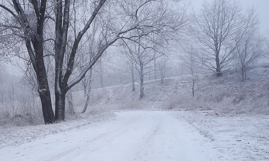 krajina, Pohled, Příroda, strom, zimní, sníh, biel, bílý, způsob, studená teplota, počasí, holý strom, silnice, cesta vpřed, směr, klid, scenics - příroda, přeprava, nikdo, rostlina, krása v přírodě, klidné scény, přistát, bílá barva, životní prostředí, venku, perspektiva, sněží, vánice, 1080P