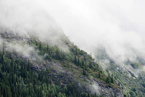 verde, alberi di pino, montagna, nebbia, nebbioso, giorno, albero, nube, foresta, rurale, Pino, foschia, aspro, versante, legna, Norvegia, terra, bellezza nella natura, pianta, scenics - natura, ambiente, nessuno, paesaggio, natura, bosco di pini, albero di conifere, scena non urbana, Pinaceae, viaggio, nuvola - cielo, all'aperto, bosco, picco di montagna, smog, 5K, CC0, dominio pubblico, privo di copyright