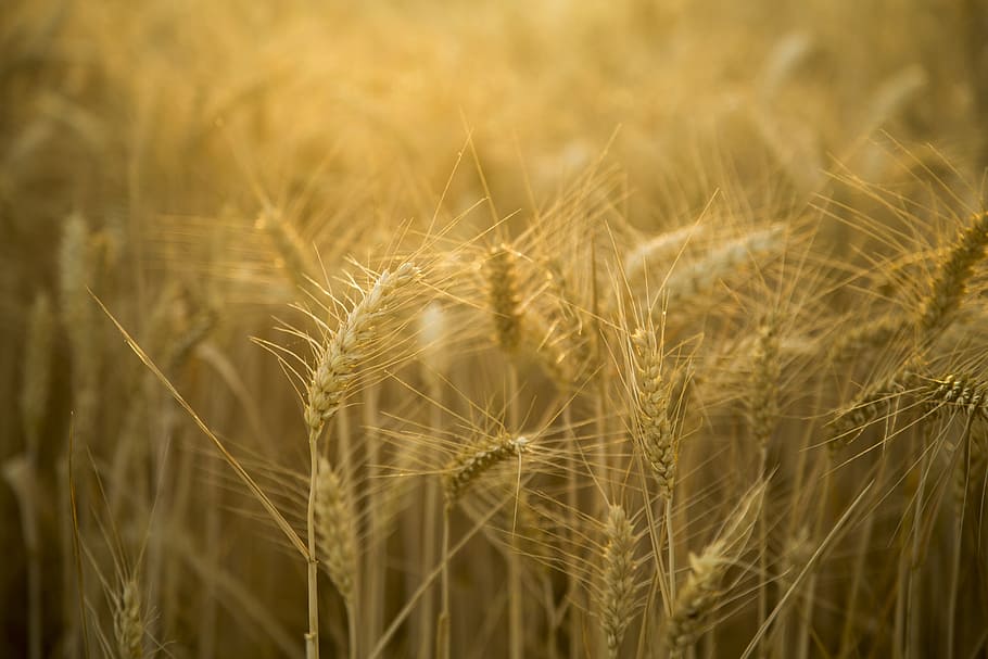 Weizen, Hintergrundbeleuchtung, wunderschönen, Landschaft, goldgelb, Landwirtschaft, Getreidepflanze, Ernte, ländliche Szene, Pflanze, Feld, Land, Bauernhof, Natur, Gerste, Wachstum, Nahansicht, Lebensmittel, keine Leute, Hintergründe, Schönheit in der Natur, Essen und Trinken, Sommer-, draußen, Frühling, reif, Roggenkorn, 5K