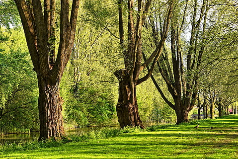 árboles de hojas verdes, árbol, el maletero, rama, árbol viejo, árbol majestuoso, hierba, bancos, paisaje, parque, planta, tronco de arbol, color verde, tranquilidad, belleza en la naturaleza, crecimiento, tierra, naturaleza, día, nadie, escena tranquila, paisajes - naturaleza, al aire libre, ambiente, bosque, primavera, 5K, CC0, dominio público, libre de derechos