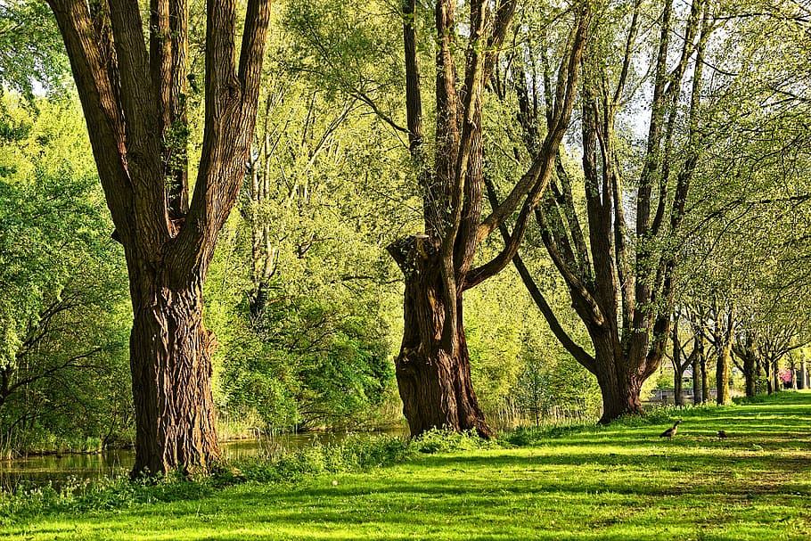 árboles de hojas verdes, árbol, el maletero, rama, árbol viejo, árbol majestuoso, hierba, bancos, paisaje, parque, planta, tronco de arbol, color verde, tranquilidad, belleza en la naturaleza, crecimiento, tierra, naturaleza, día, nadie, escena tranquila, paisajes - naturaleza, al aire libre, ambiente, bosque, primavera, 5K