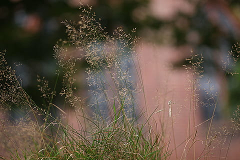 grass, soft, diffuse, bokeh, tender, blurry, mood, contemplative, warm, nature, backgrounds, plant, outdoors, meadow, defocused, growth, day, no people, focus on foreground, selective focus, close-up, land, tree, beauty in nature, green color, sunlight, tranquility, fragility, flower, field, vulnerability, 5K, CC0, public domain, royalty free