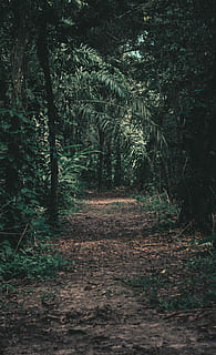 ztracený, prázdný, suší se, listy, cesta, uvnitř, les, během dne, fotografie, stezka, strom, rostlina, Příroda, dřevo, surinam, zelená, džungle, přistát, cesta vpřed, klid, směr, růst, pěšina, krása v přírodě, klidné scény, den, nikdo, mimoměstské scény, venku, zelená barva, scenics - příroda, perspektiva, 4K, CC0, veřejná doména, bez autorských práv