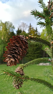 pinya de pi, arbre, picea, bosc, cel, coníferes, con, arbre de coníferes, planta, creixement, bellesa a la natura, naturalesa, primer pla, cap gent, color verd, dia, centrar-se en primer pla, full, part de la planta, enfocament selectiu, camp, tranquil·litat, a l'aire lliure, flor, terra, fragilitat, pi, 4K, CC0, domini públic, lliure de regalies