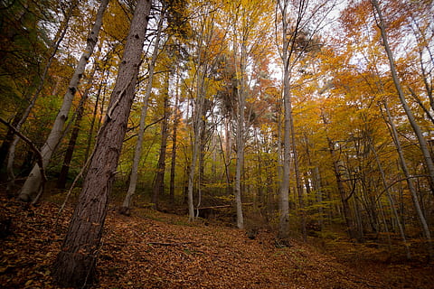 low, angle view, trees, angle, photo, yellow, leafy, covered, leaves, leaf, fall, autumn, plant, landscape, mountain, forest, nature, tree, woodland, outdoors, tree trunk, scenics, day, no people, land, beauty in nature, trunk, non-urban scene, change, tranquility, scenics - nature, environment, tranquil scene, growth, autumn collection, pine woodland, coniferous tree, 1080P, CC0, public domain, royalty free