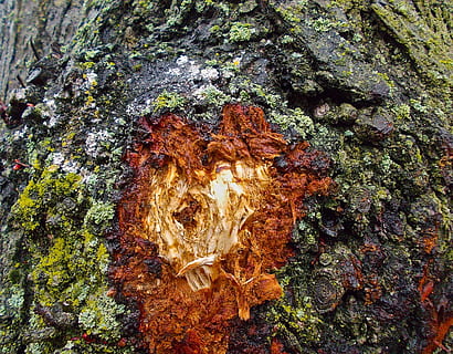 tree, bark, spring, red, tree trunk, trunk, growth, rough, nature, textured, close-up, no people, day, plant, moss, plant bark, outdoors, full frame, wood - material, backgrounds, beauty in nature, natural pattern, lichen, natural condition, 2K, CC0, public domain, royalty free